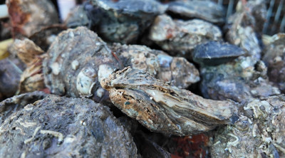 Oysters sitting in a basket after they were brought in by a watermen in Crisfield. 
