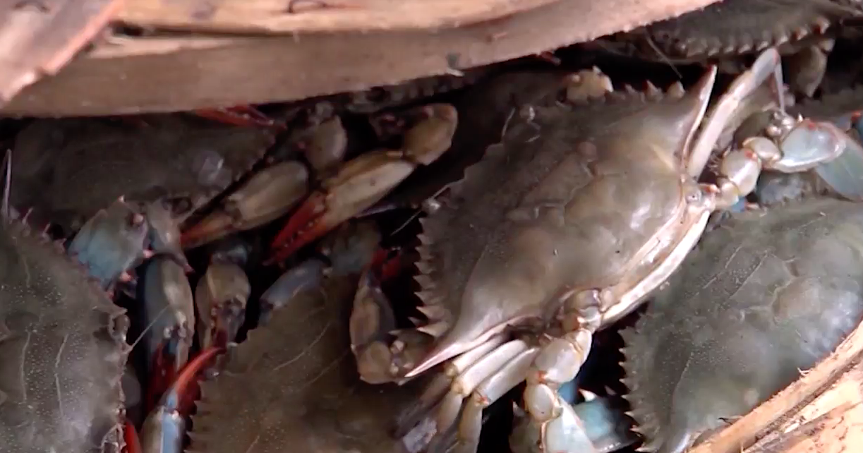 Don't Toss Out The Crab Shells - Vimarsana News