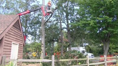 tree removal-grove park