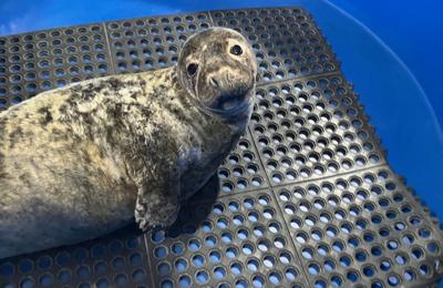 Franklin Gothic Seal Rescue