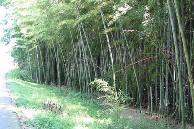 Maryland Bamboo