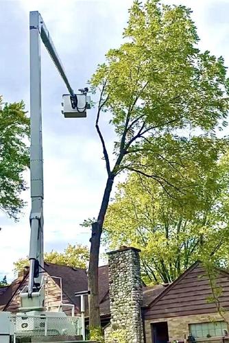 ISA-Certified Arborists Offer Tree Removal Across Waukesha & Milwaukee Counties