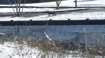 Salisbury Addresses Geese Problems Downtown With Decoy