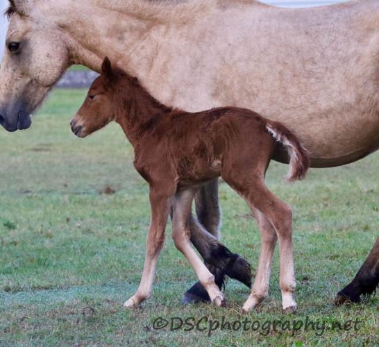 Chincoteague's 89th foal of 2026, a filly, in a field with another horse.