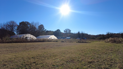 Mighty Thundercloud Edible Forest