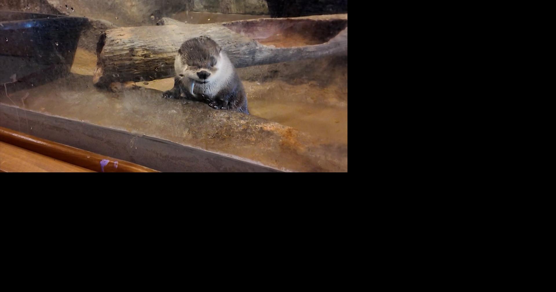 Wildlife and Heritage: We’re Learning About the Delmarva Discovery Museum