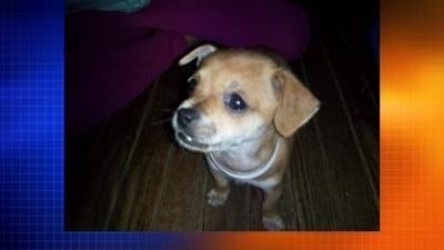 Family Claims PETA Stole and Killed Pet Chihuahua