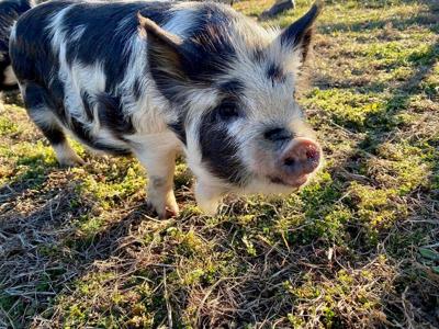 Kent County Farm Moving to Downtown Dover, Creating Artisanal Market