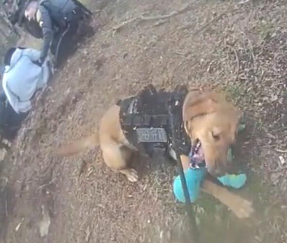 K9 Splash after pursuit