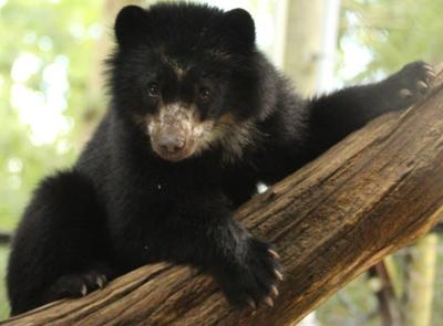 Inti Andean Bear