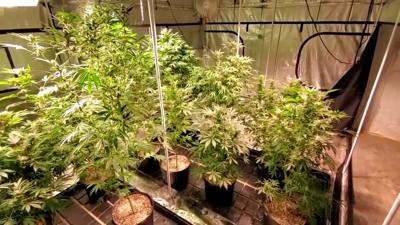 Marijuana