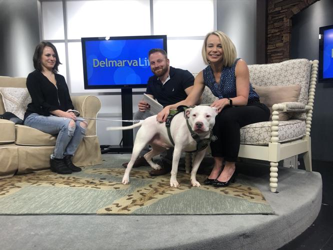 Frosty, the Deaf Pit Bull Pup