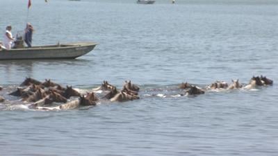 Pony Swim Back to Assateague Island