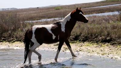 Chincoteague Ponies Could Soon Become Official Va. Symbol