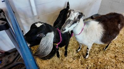 Faith and Samantha