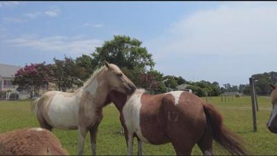 Pony Pick Up Day On Chincoteague Island