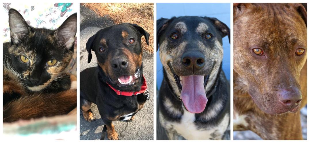 Pet Connect – April 12, 2019