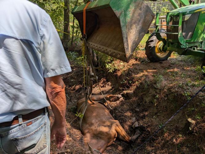 Horse rescue