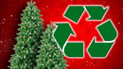 Worcester County Offers Christmas Tree Recycling to Residents