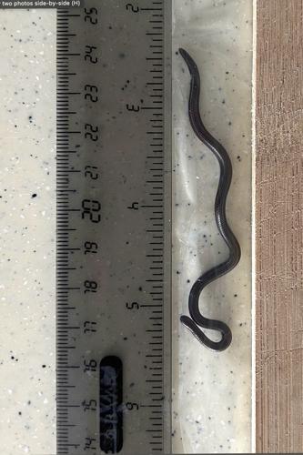 Barbados Rediscovered Snake
