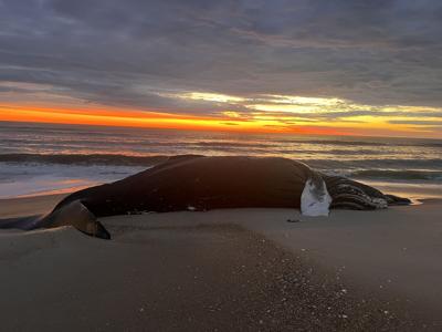 Dead Whale on Assateague Island