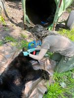 Bear Stuck Lid