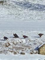 Mary Ann Eastman Bridgeville.jpg