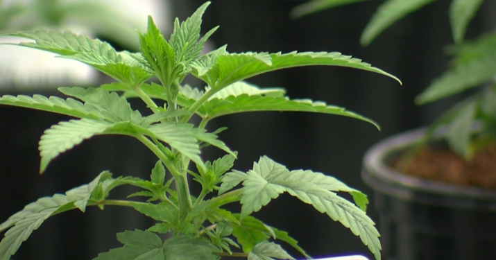 Dewey Beach Considering Prohibition of Growth and Sale of Marijuana - Vimarsana News
