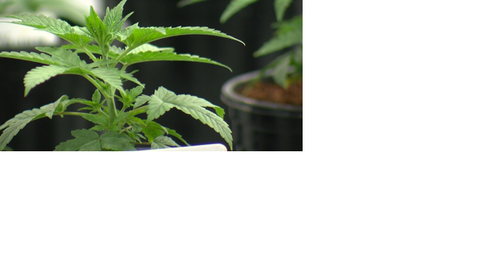 Over $1M in Tax Revenue from Eastern Shore First Quarter Marijuana Sales - Vimarsana News