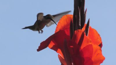 6TW1007T.00_00_26_29.Still001