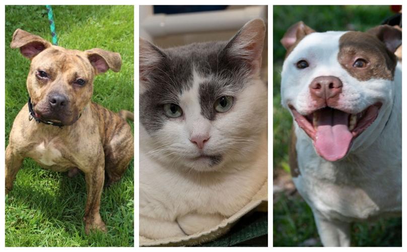 Pet Connect – August 16, 2019