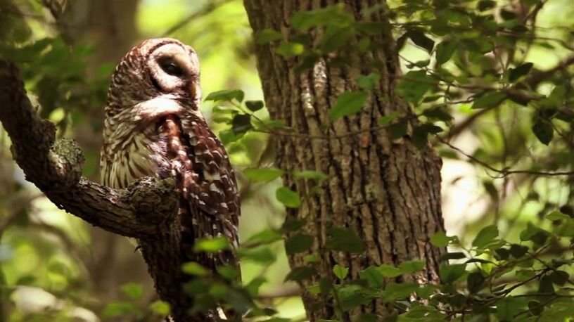 OCFF 2020 – Reggie’s Forest
