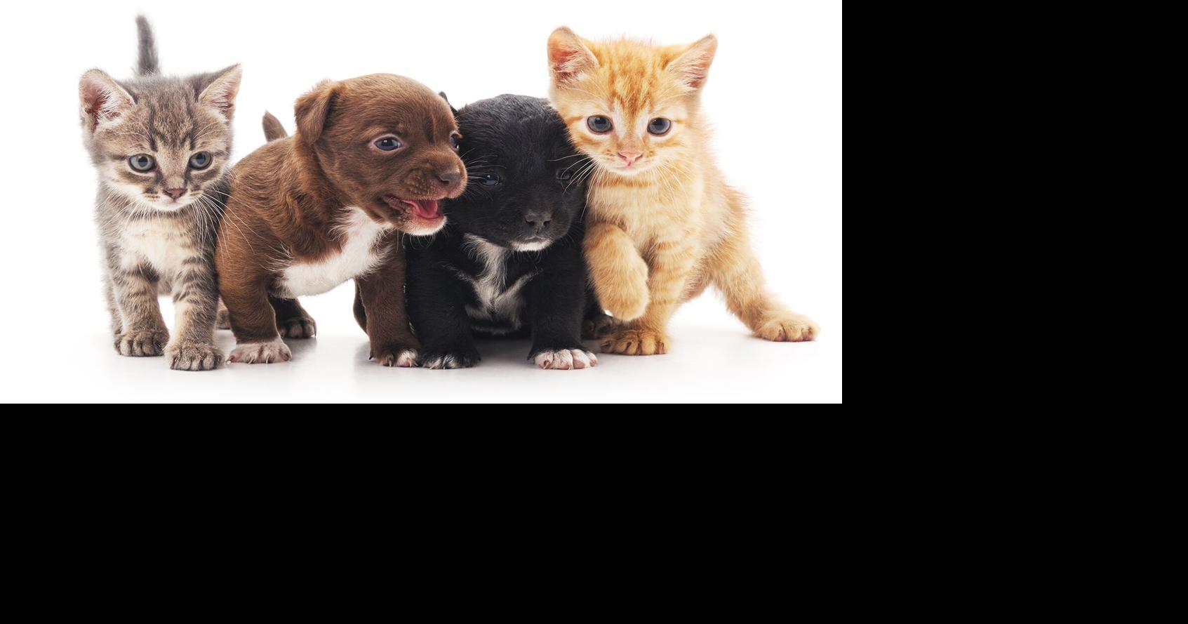 Delaware lawmakers approve restrictions on pet store dog and cat sales