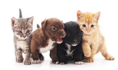Puppies and kittens