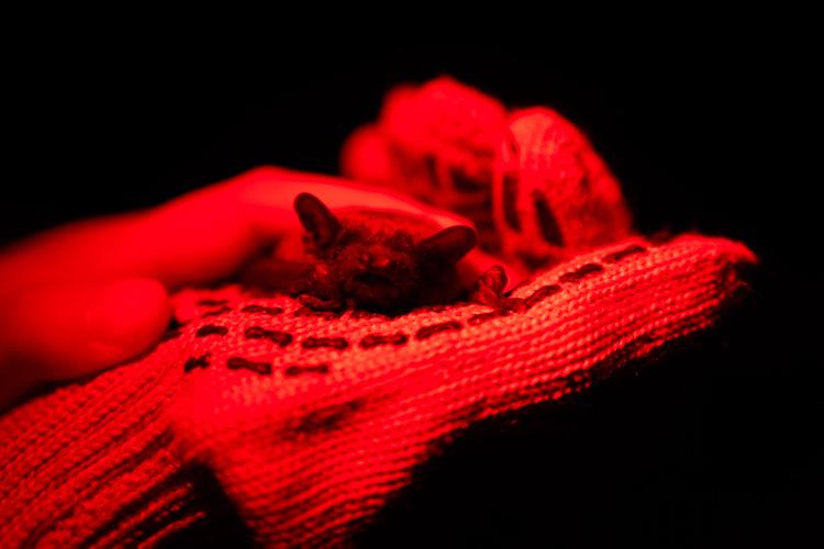 Russia Ukraine War Rescuing Bats
