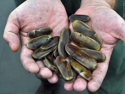 Clams