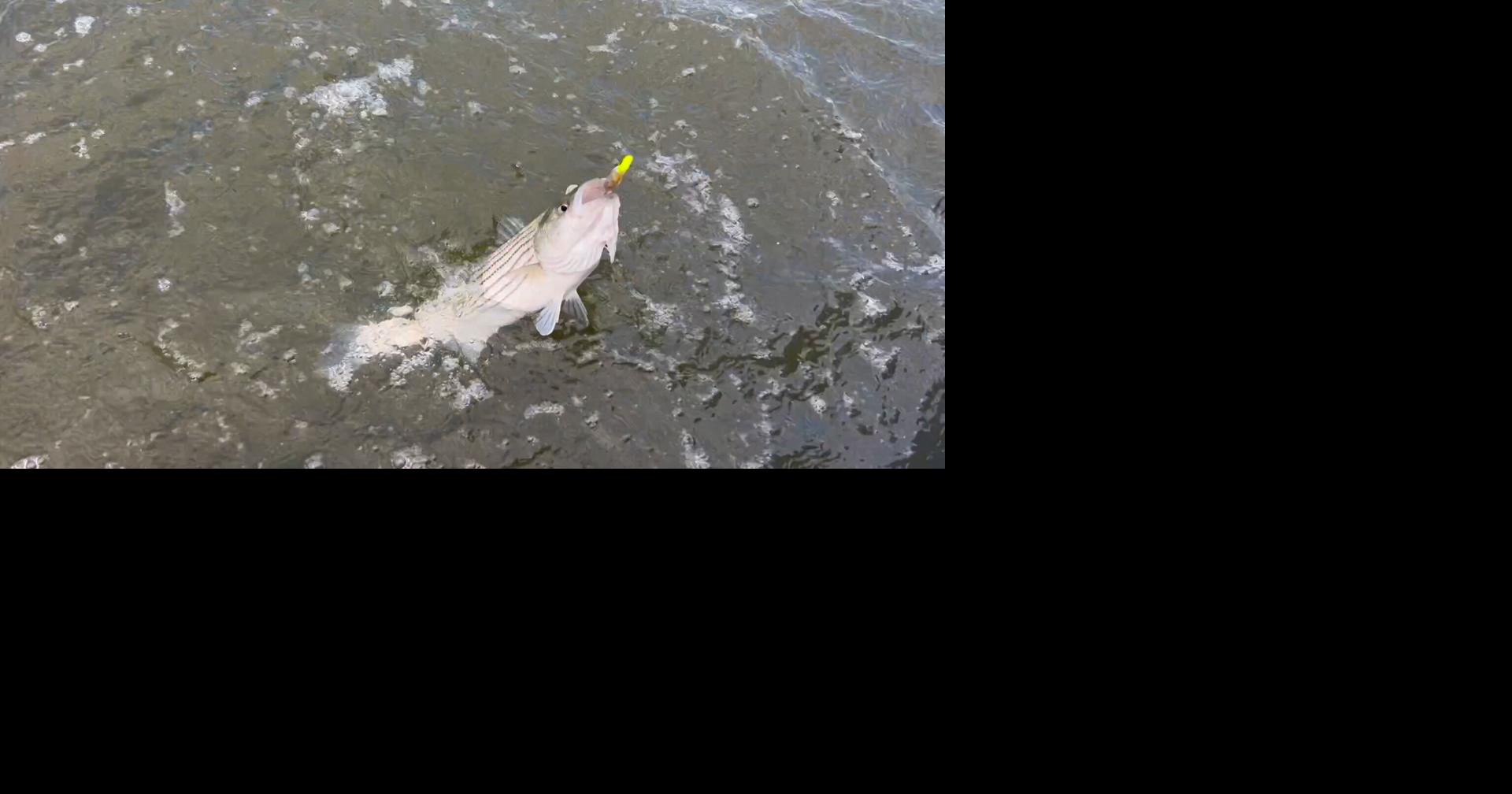 Cold winter could boost striped bass prospects, Maryland DNR says