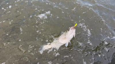 Striped Bass