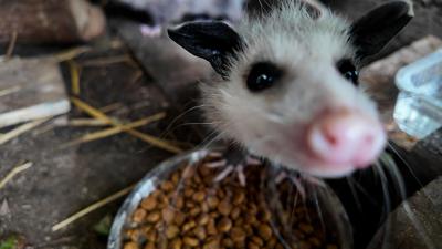 Baby Opuusseme poses for the camera.