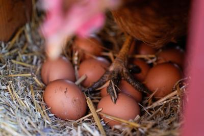 Egg Drop