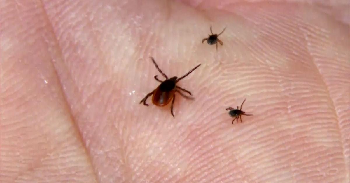 Sussex County Neighbors Ticked Off By Numerous Ticks Latest News sussex-county-neighbors-ticked-off-by-numerous-ticks-latest-news