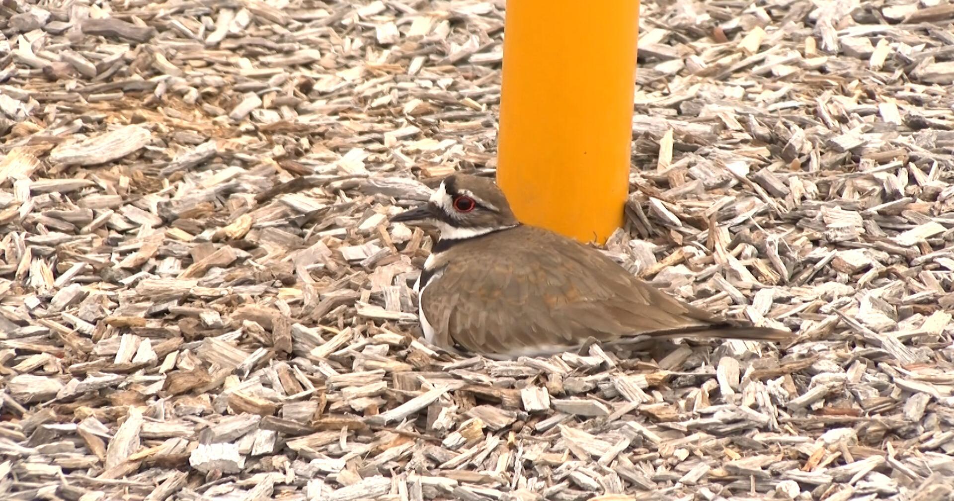 Protected Bird Species Takes Over Pittsville Playground - Vimarsana News