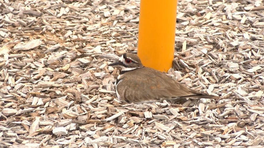 Killdeer Bird