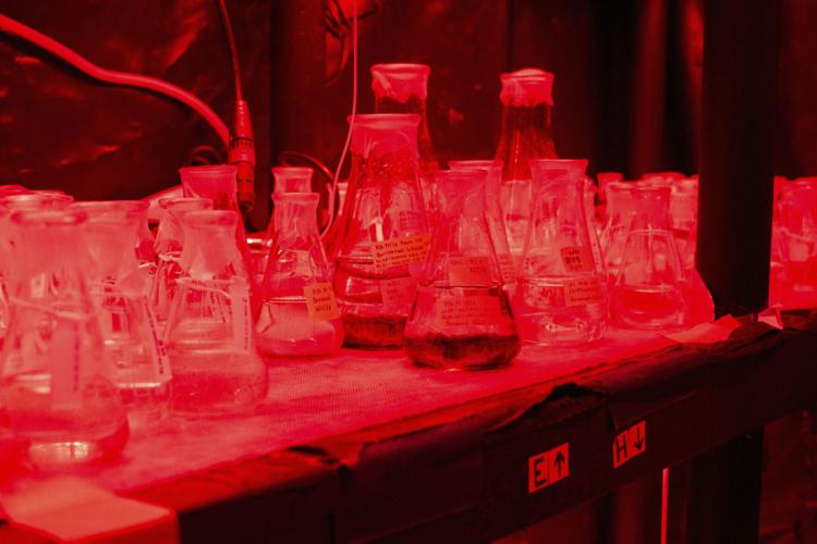 Climate Kelp Biofuels