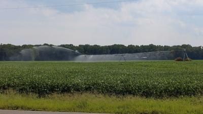 Dry Conditions in Sussex County