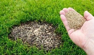 How to Repair Bare Spots and Achieve Your Dream Lawn