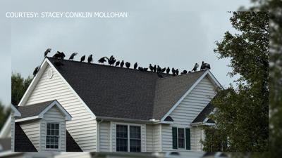 Derbywood Vultures