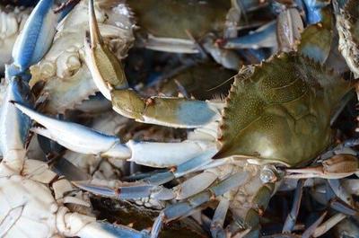 Blue Crab