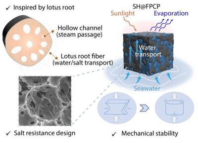 A porous polymer design tackles salt buildup in solar desalination
