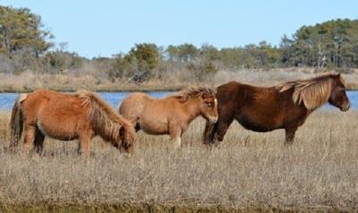 Assateague Island Horse Census: 3 Aged Mares Presumed Dead